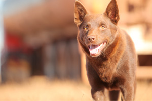Red Dog tops the $20 Million mark